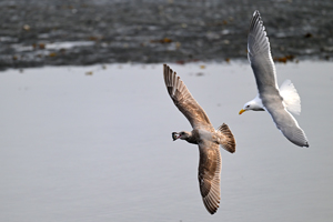 Glaucous-winged Gull